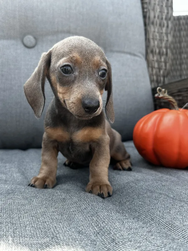 Franklin – Miniature Dachshund puppy for sale in North Fairfield, OH