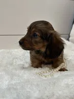 Ginger, a female Miniature Dachshund for sale in North Fairfield, OH – 2 of 5
