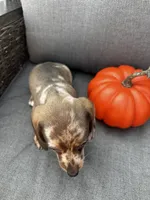 Winston, a male Miniature Dachshund for sale in North Fairfield, OH – 4 of 7