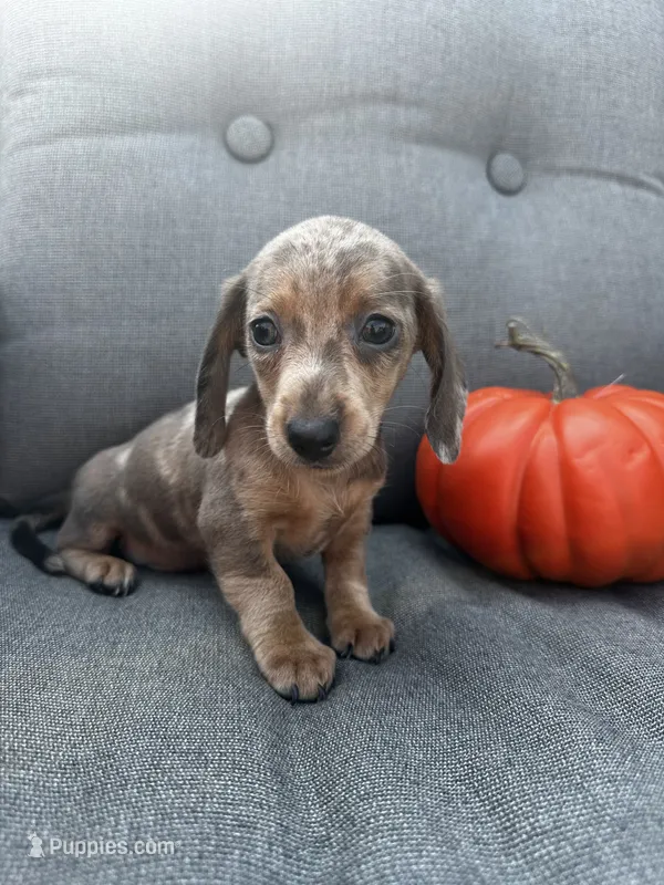 Oscar – Miniature Dachshund puppy for sale in North Fairfield, OH