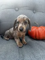 Oscar, a male Miniature Dachshund for sale in North Fairfield, OH – 1 of 6