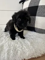 Sophie, a female Yorkipoo for sale in North Fairfield, OH – 4 of 4