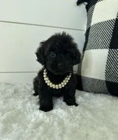 Sophie, a female Yorkipoo for sale in North Fairfield, OH – 3 of 4