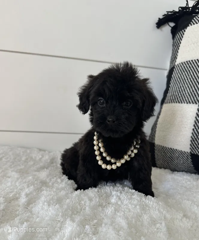 Sophie – Yorkipoo puppy for sale in North Fairfield, OH