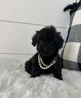 Sophie, a female Yorkipoo for sale in North Fairfield, OH – 1 of 4