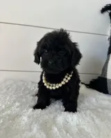 Sophie, a female Yorkipoo for sale in North Fairfield, OH – 2 of 4