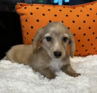 Bentley , a male Miniature Dachshund for sale in North Fairfield, OH – 4 of 4