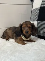Lainey, a female Miniature Dachshund for sale in North Fairfield, OH – 4 of 4
