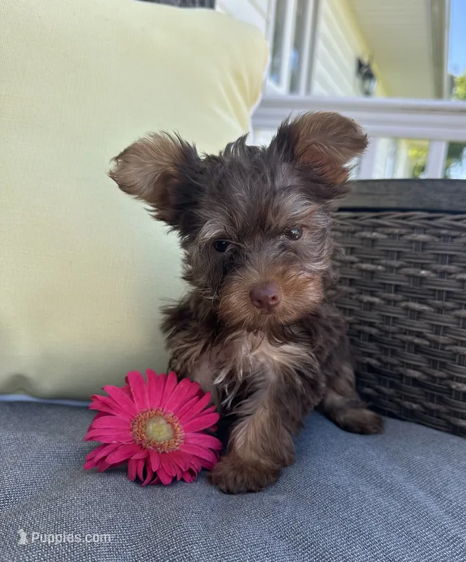 Rocky – Yorkshire Terrier puppy for sale in North Fairfield, OH