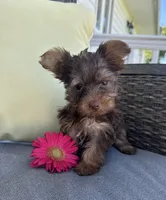 Rocky, a male Yorkshire Terrier for sale in North Fairfield, OH – 1 of 4