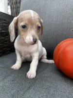 Olive, a female Miniature Dachshund for sale in North Fairfield, OH – 4 of 6