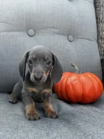 Tucker, a male Miniature Dachshund for sale in North Fairfield, OH – 4 of 7