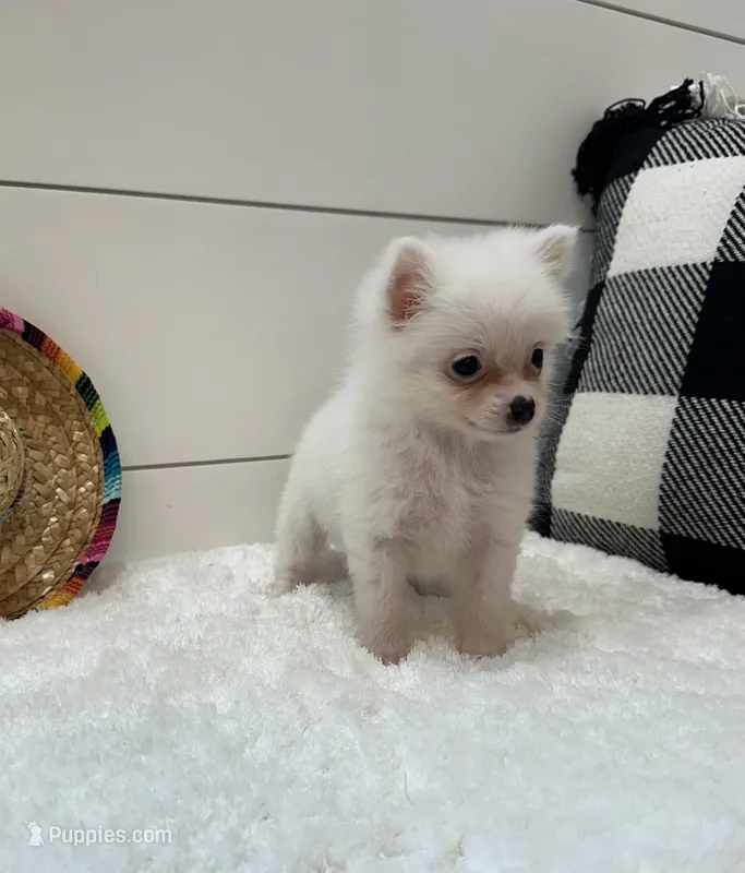 Nova – Pomeranian puppy for sale in North Fairfield, OH