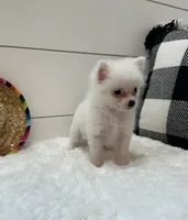 Nova, a female Pomeranian for sale in North Fairfield, OH – 1 of 4