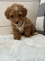 Penny, a female Poodle - Miniature  for sale in North Fairfield, OH – 4 of 6