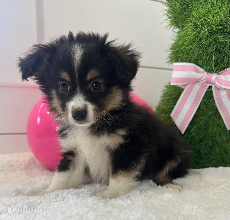 Max, a male Miniature Australian Shepherd for sale in North Fairfield, OH – Photo 1 of 4