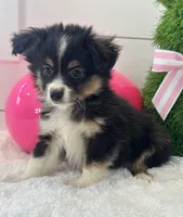 Max, a male Miniature Australian Shepherd for sale in North Fairfield, OH – Photo 4 of 4