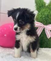 Max, a male Miniature Australian Shepherd for sale in North Fairfield, OH – Photo 2 of 4