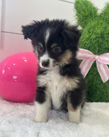 Max, a male Miniature Australian Shepherd for sale in North Fairfield, OH – Photo 3 of 4