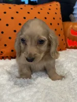 Chester, a male Miniature Dachshund for sale in North Fairfield, OH – 4 of 4