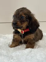 Sage, a female Miniature Dachshund for sale in North Fairfield, OH – 5 of 5