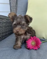 Rocky, a male Yorkshire Terrier for sale in North Fairfield, OH – 2 of 4