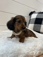 Lainey, a female Miniature Dachshund for sale in North Fairfield, OH – 3 of 4