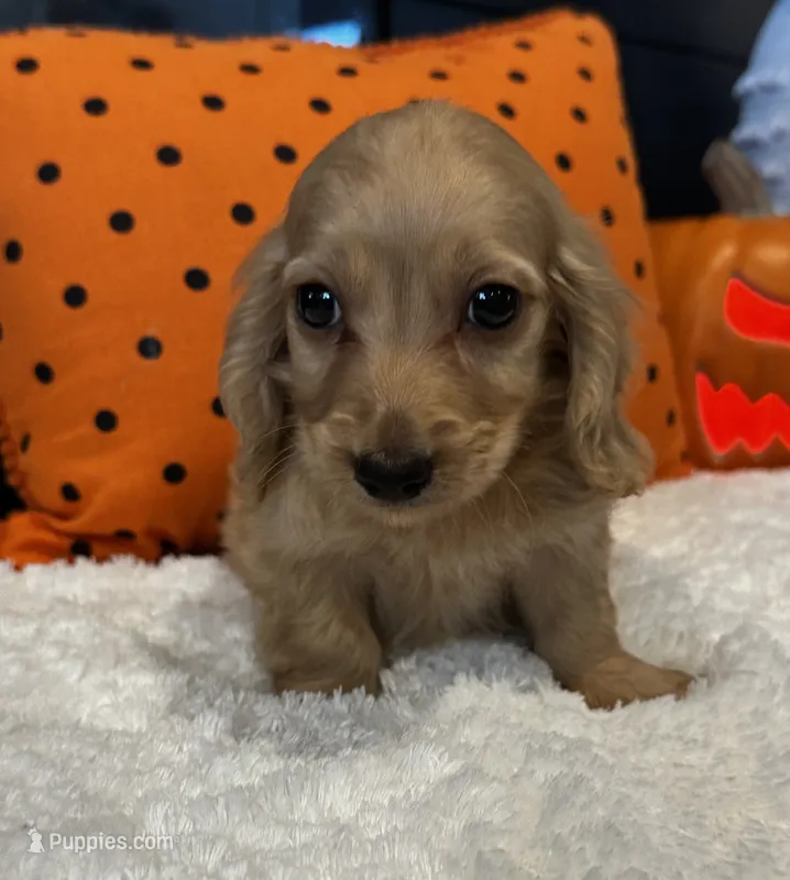 Chester – Miniature Dachshund puppy for sale in North Fairfield, OH
