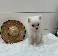 Nova, a female Pomeranian for sale in North Fairfield, OH – 2 of 4