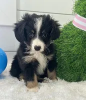Duke, a male Miniature American Shepherd for sale in North Fairfield, OH – Photo 4 of 4