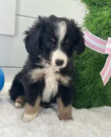 Duke, a male Miniature American Shepherd for sale in North Fairfield, OH – Photo 3 of 4