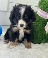 Duke, a male Miniature American Shepherd for sale in North Fairfield, OH – Photo 2 of 4