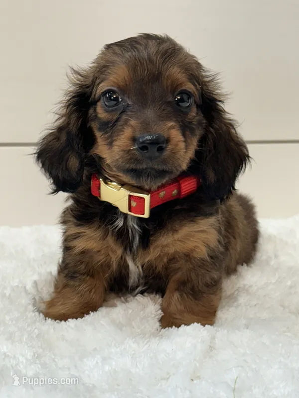 Sage – Miniature Dachshund puppy for sale in North Fairfield, OH