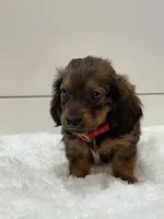 Sage, a female Miniature Dachshund for sale in North Fairfield, OH – 2 of 5