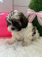 Macy, a female Shihpoo for sale in North Fairfield, OH – Photo 4 of 4