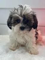 Macy, a female Shihpoo for sale in North Fairfield, OH – Photo 2 of 4