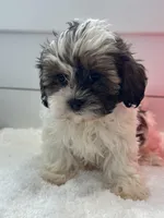 Macy, a female Shihpoo for sale in North Fairfield, OH – Photo 3 of 4