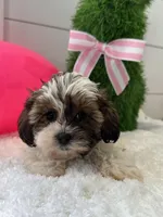 Macy, a female Shihpoo for sale in North Fairfield, OH – Photo 1 of 4