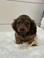 Ginger, a female Miniature Dachshund for sale in North Fairfield, OH – 5 of 5