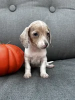 Olive, a female Miniature Dachshund for sale in North Fairfield, OH – 6 of 6