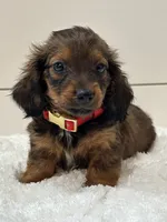 Sage, a female Miniature Dachshund for sale in North Fairfield, OH – 3 of 5