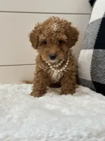 Penny, a female Poodle - Miniature  for sale in North Fairfield, OH – 2 of 6