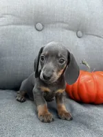 Tucker, a male Miniature Dachshund for sale in North Fairfield, OH – 6 of 7