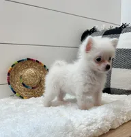Nova, a female Pomeranian for sale in North Fairfield, OH – 4 of 4