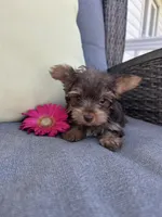 Spike, a male Yorkshire Terrier for sale in North Fairfield, OH – 3 of 6