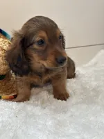 Tucker, a male Miniature Dachshund for sale in North Fairfield, OH – 3 of 8