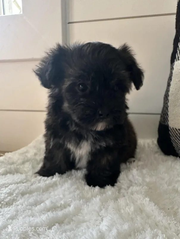 Milo – Yorkipoo puppy for sale in North Fairfield, OH