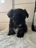 Milo, a male Yorkipoo for sale in North Fairfield, OH – 1 of 4