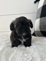 Milo, a male Yorkipoo for sale in North Fairfield, OH – 2 of 4