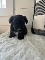 Milo, a male Yorkipoo for sale in North Fairfield, OH – 3 of 4